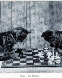 Zwierzaki i szachy