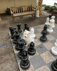 Zwierzaki i szachy